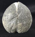 Micraster cf. schroederi STOLLEY 1891 - Bild &copy; FossNet FossilienStore